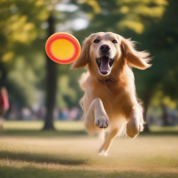 A dog happily playing fetch with its owner, demonstrating the importance of good vision for enjoying everyday activities.