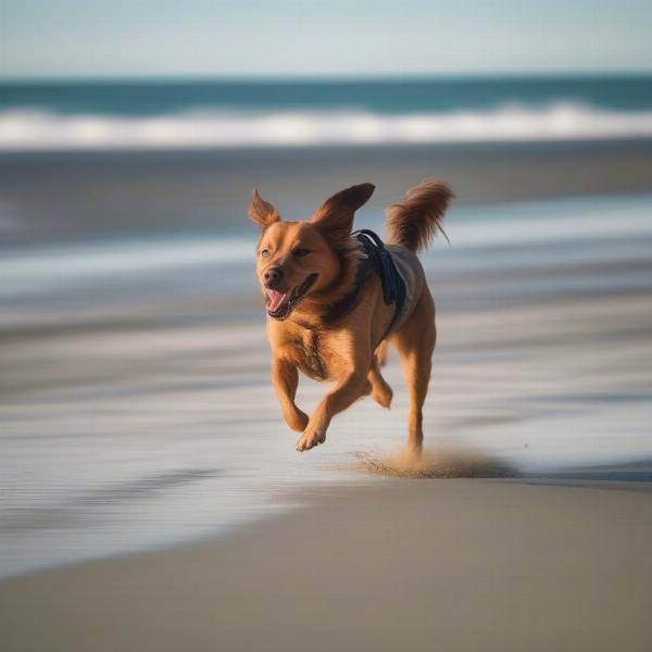 A happy dog enjoying a run on a dog-friendly beach in Napier