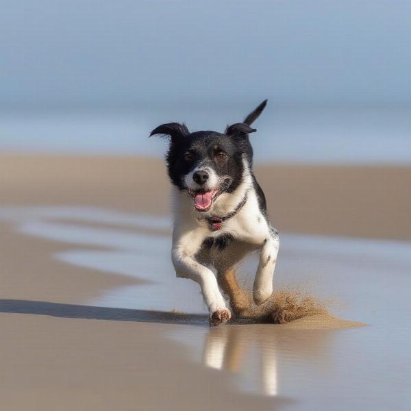 A happy dog enjoying the beach in North Wales, running and playing in the sand.