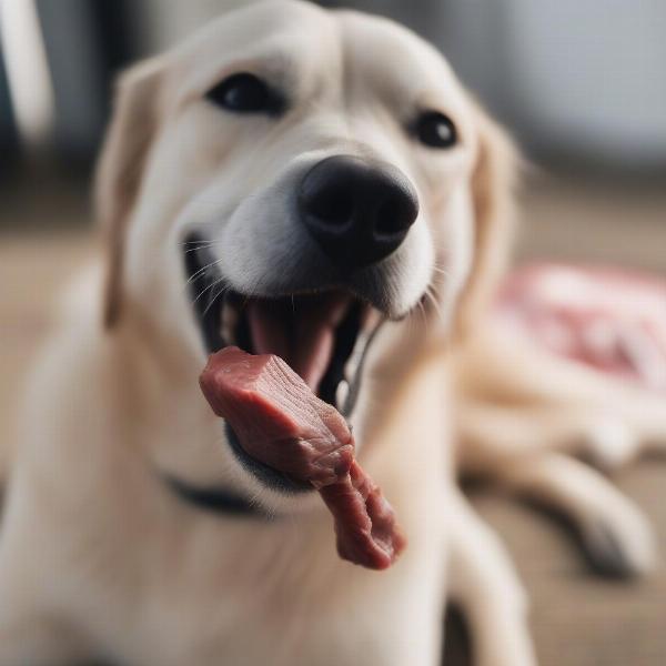 Dog happily chewing on a beef cheek treat