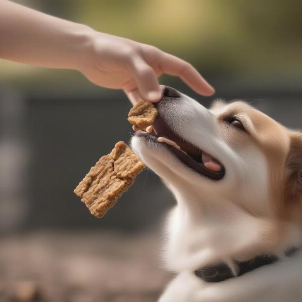 Dog Enjoying Healthy Treats