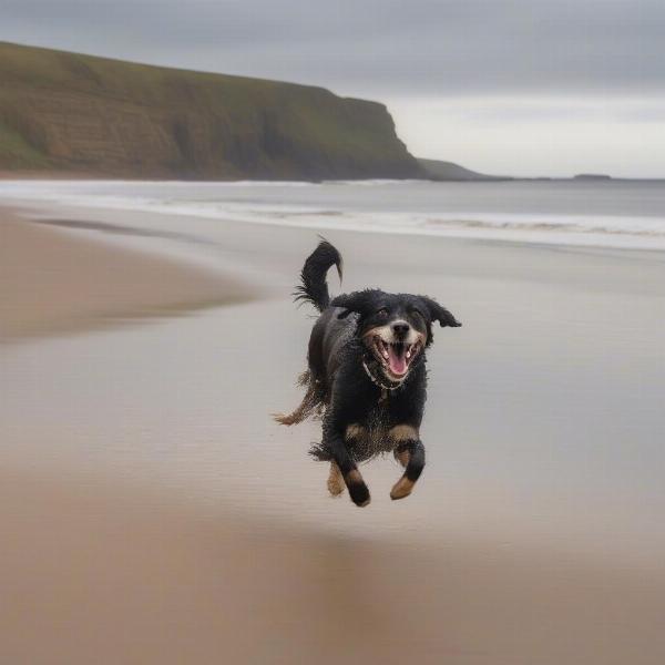 Dog Enjoying Northumberland Beach