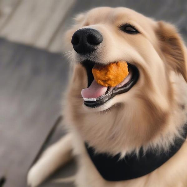 Dog Enjoying Peanut Butter Pumpkin Oatmeal Treat