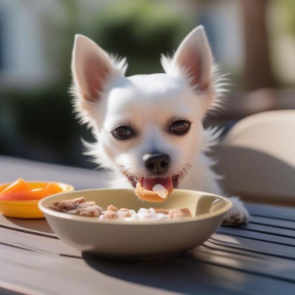 A dog enjoying a treat at a dog-friendly brunch in San Diego