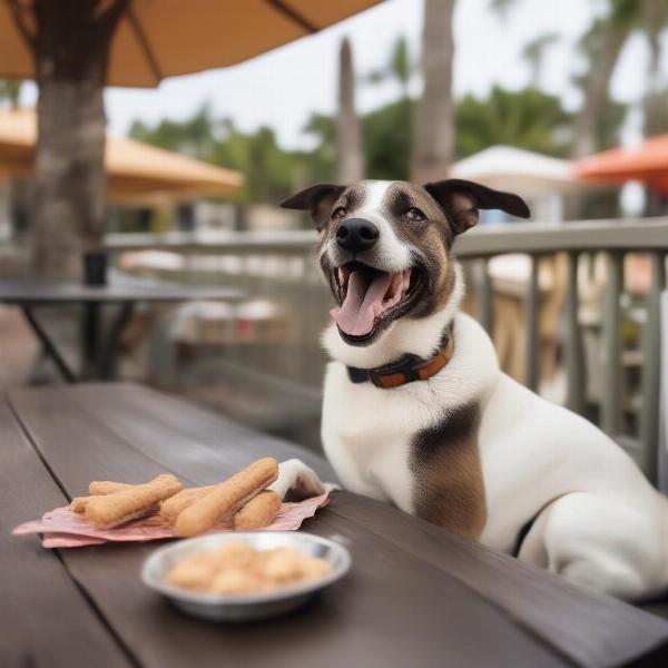 A dog enjoying a treat at a Sarasota restaurant