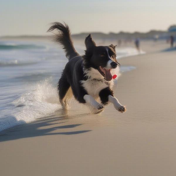 Dog playing on Wrightsville Beach