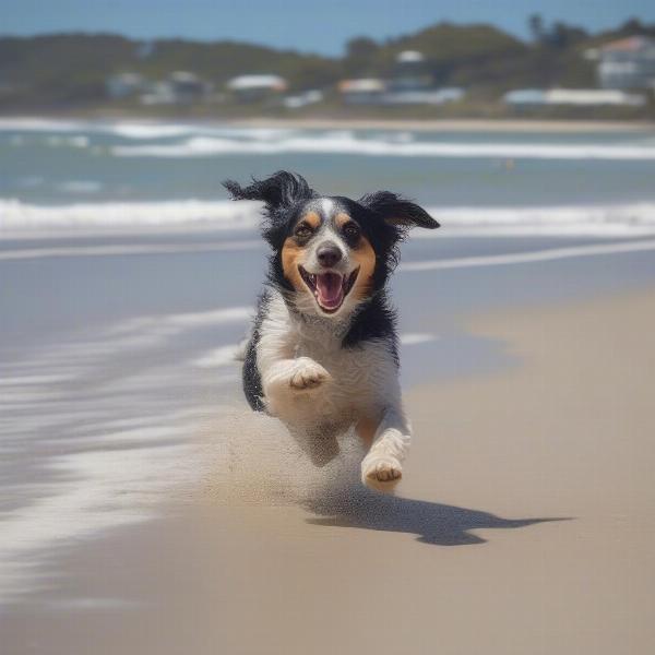 A dog enjoying Yamba beach