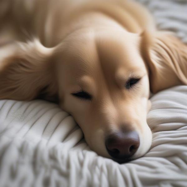 Dog's Eyes Rolling Back While Sleeping