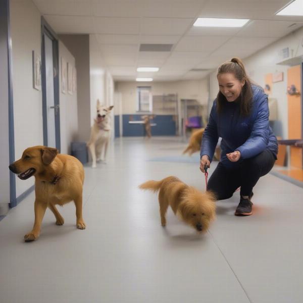 Dog's First Day at Day Care