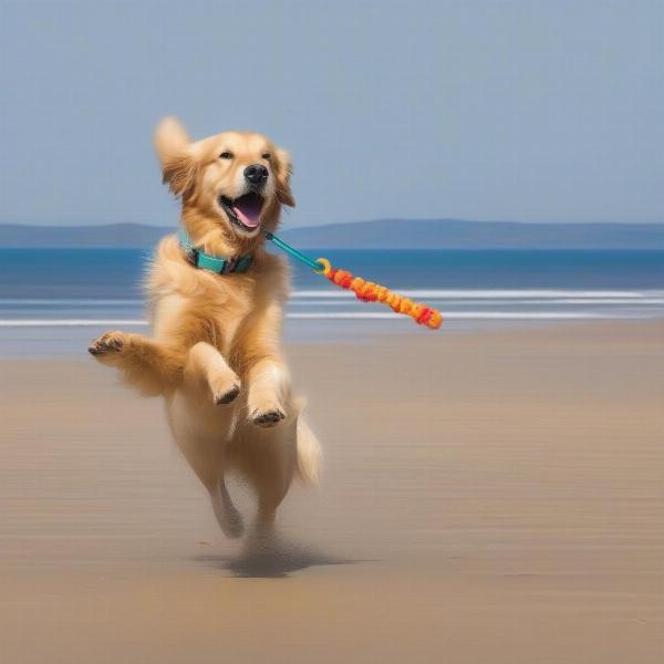 Dog enjoying Woolacombe beach