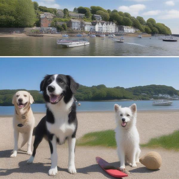 Dogs enjoying various activities in Dartmouth