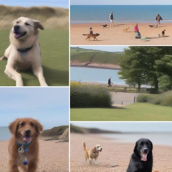 Dog-friendly activities in Exmouth