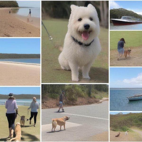 Dog-Friendly Activities in Hervey Bay