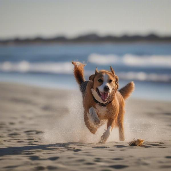 Dog-Friendly Activities in Long Beach Island