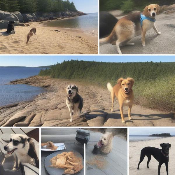 Dog-friendly activities in Maine