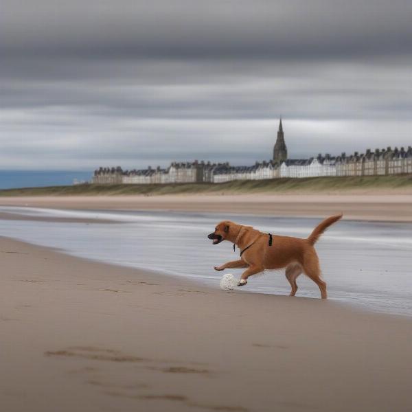 Dog-friendly activities in Nairn