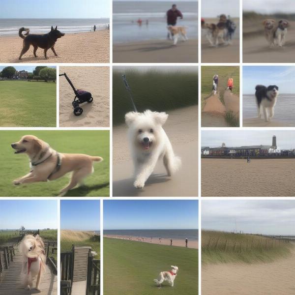 Dog-friendly activities in Skegness