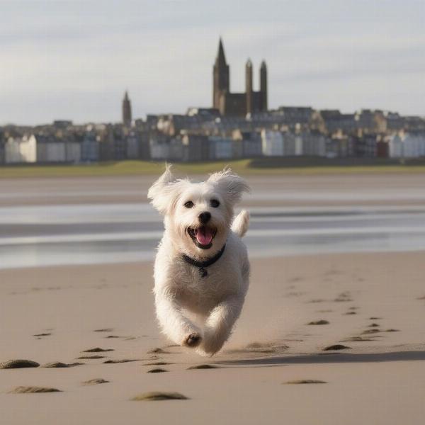 Dog enjoying a walk on St Andrews West Sands Beach