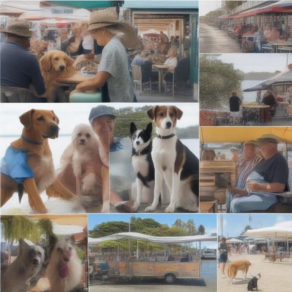 Enjoy various dog-friendly activities in Yamba, such as dining at outdoor patios and exploring local shops.