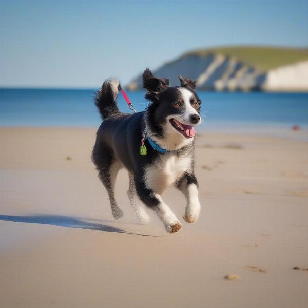 Dog enjoying a walk on Weymouth Beach