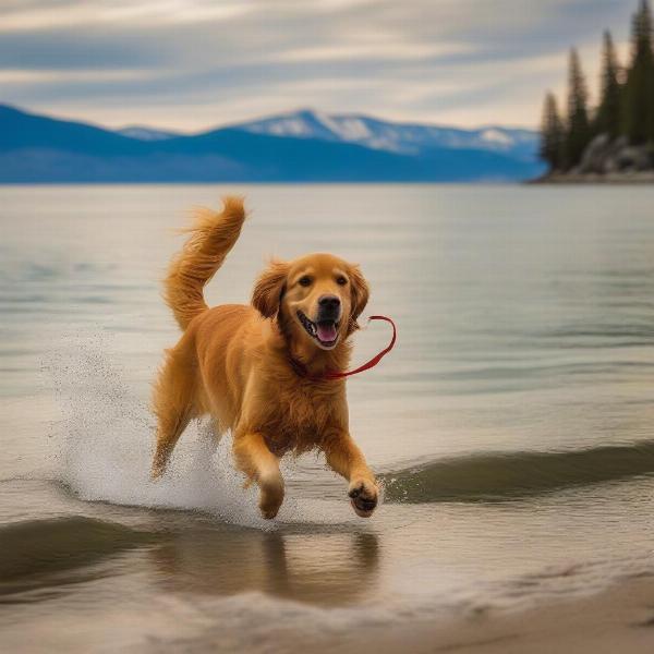 Dog-friendly Kiva Beach at Lake Tahoe with a playful dog enjoying the sand and water.