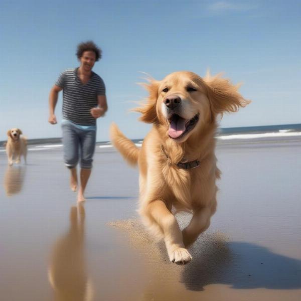 Dog enjoying a day at a dog-friendly beach north of Boston