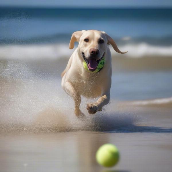 Dog playing fetch on a Tweed Heads beach.