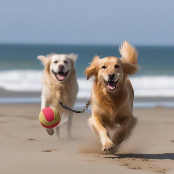 Dog-friendly beaches in Lancashire