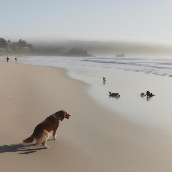 Dog-friendly beaches in Monterey