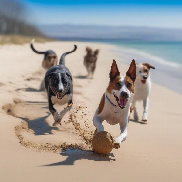 Dog-friendly beaches in Port Stephens NSW