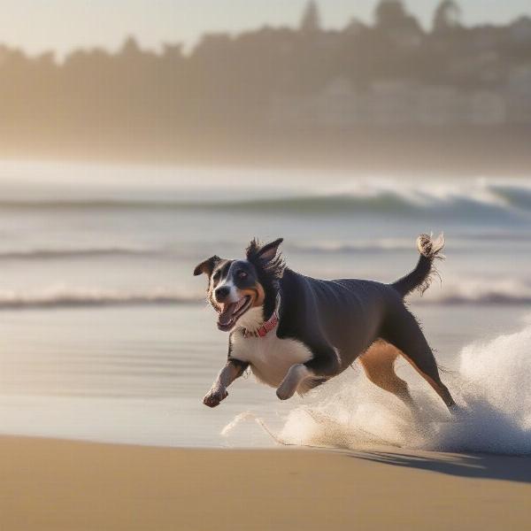 Dog-friendly beaches in Santa Cruz