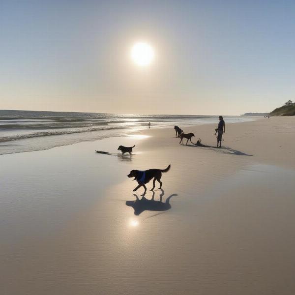 Dog-friendly Beaches in Wilmington NC