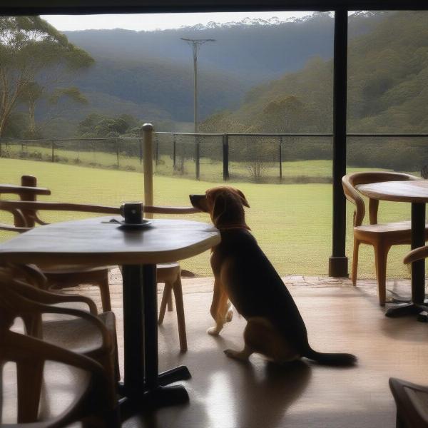 Dog friendly cafe in Maleny