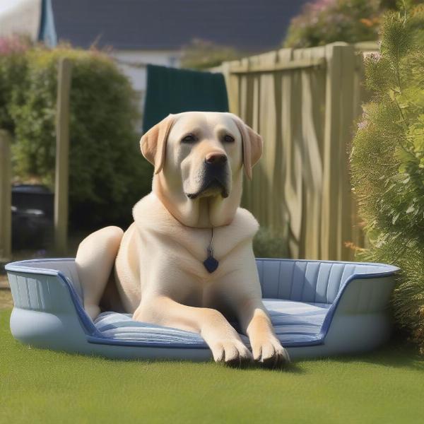 Dog relaxing in the garden of a dog-friendly cottage in Tenby