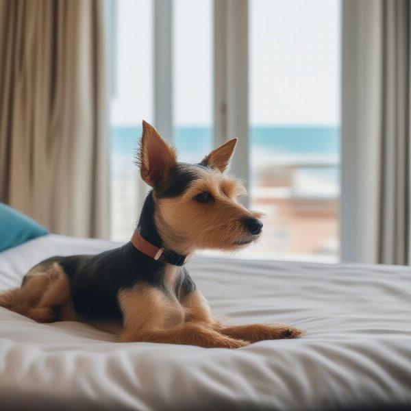 Dog relaxing in a dog-friendly hotel room in Carbis Bay