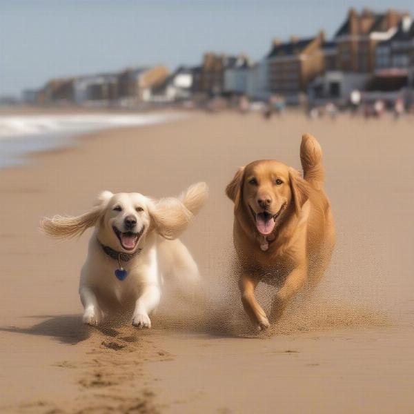 Dogs playing on a Norfolk beach near a dog-friendly hotel