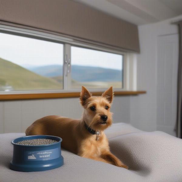 Dog relaxing in a hotel room in Barmouth