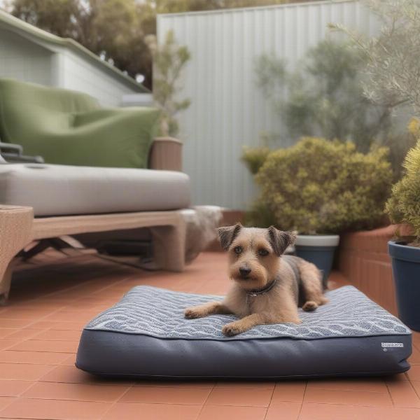 Dog relaxing on the patio of a dog-friendly accommodation in Mandurah