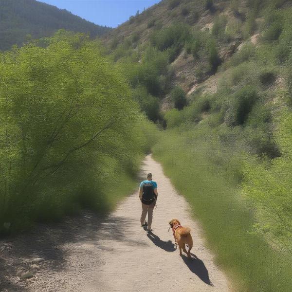 Hiking with a dog on a moderate trail in Millcreek Canyon, Salt Lake City