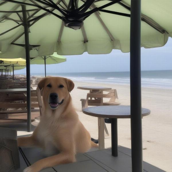 Dog-friendly oceanfront restaurants in Daytona Beach offer stunning views and a relaxed atmosphere for you and your furry friend.