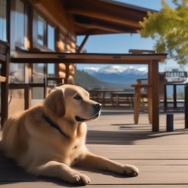 A dog relaxing on the patio of The Grizzly Paw Pub in Canmore