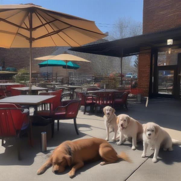 Dog-friendly patio in Roanoke