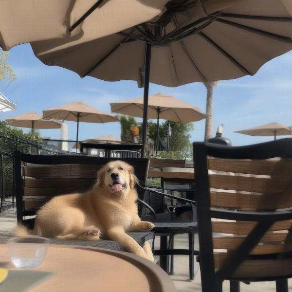 Dog-friendly patio at a restaurant in Virginia Beach