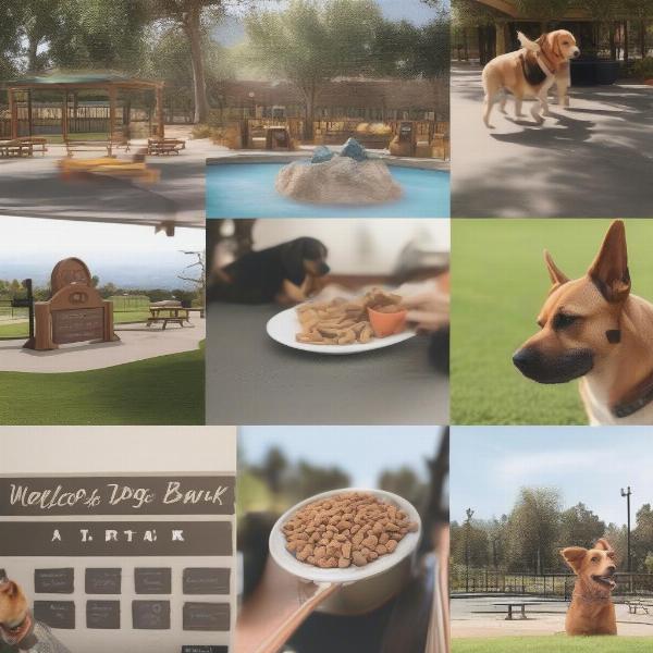 Dog-Friendly Resort Amenities in California