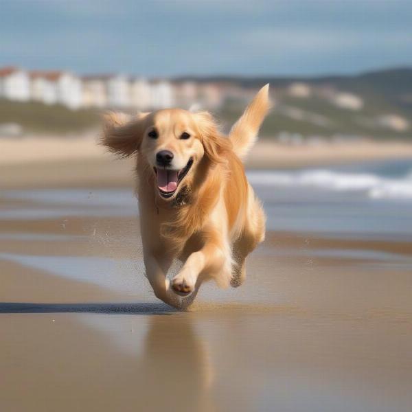 Dog enjoying the beach in Scarborough