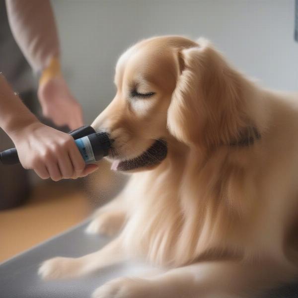 Dog fur detangler spray being used on a long-haired dog