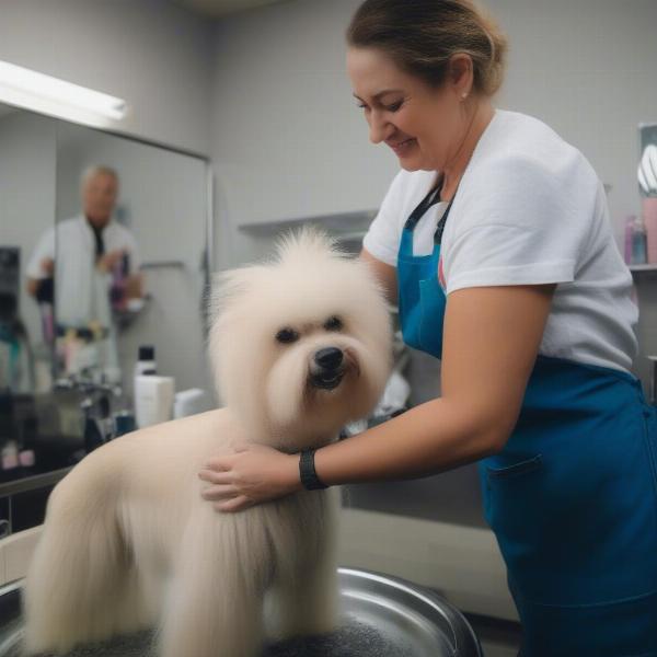 Dog Haircut in Mackay