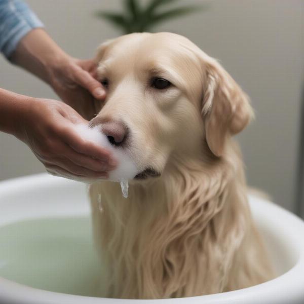 Dog Getting a Bath with Chlorhexidine Shampoo