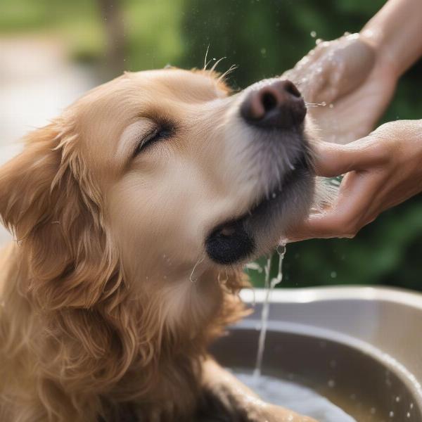 Giving a dog a bath with tick shampoo