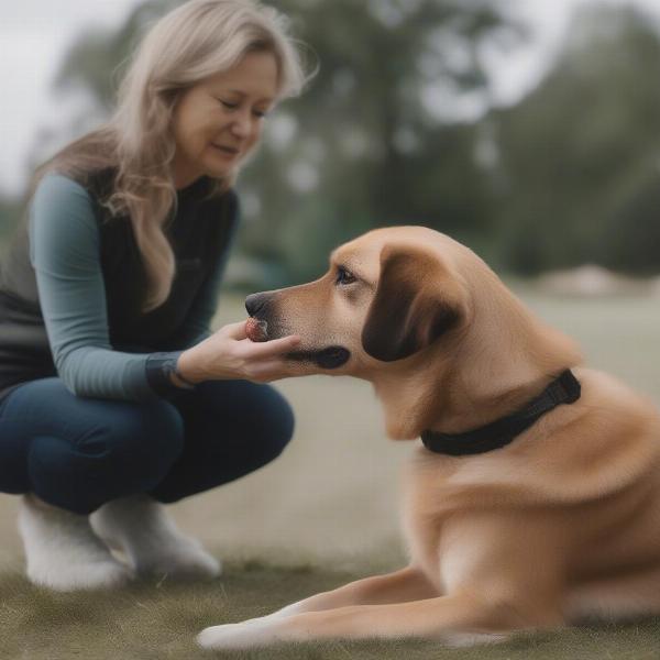 Dog getting used to ear defenders